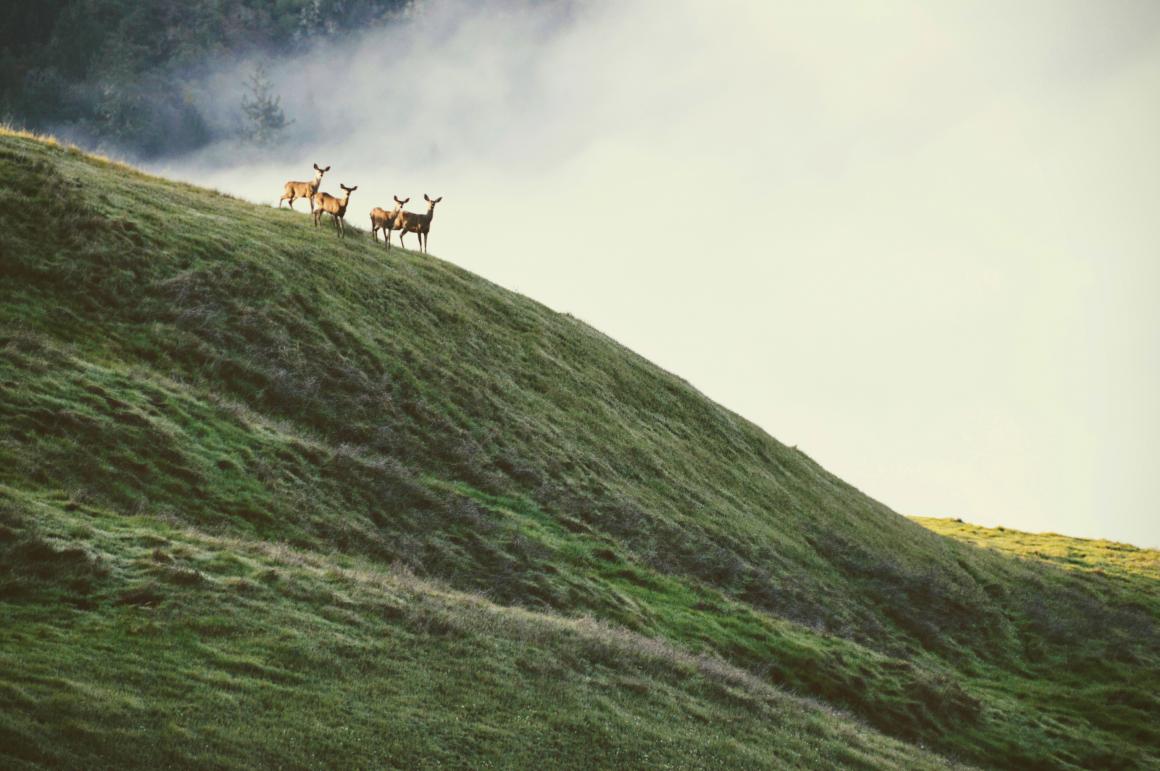 Deer on hill
