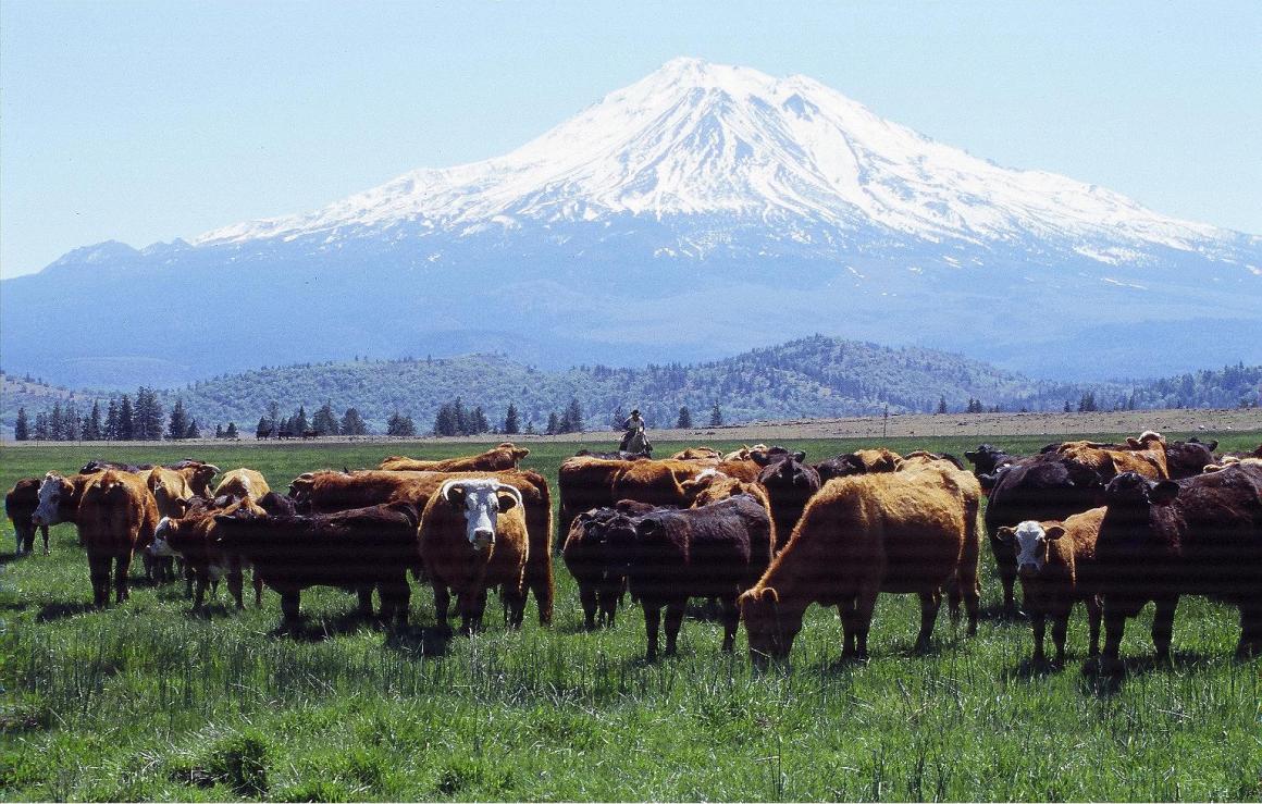 Cattle in view of Mt Shasta
