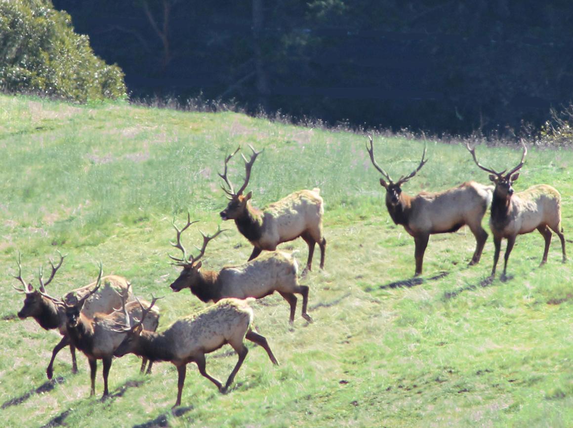 Tule Elk on the ranch