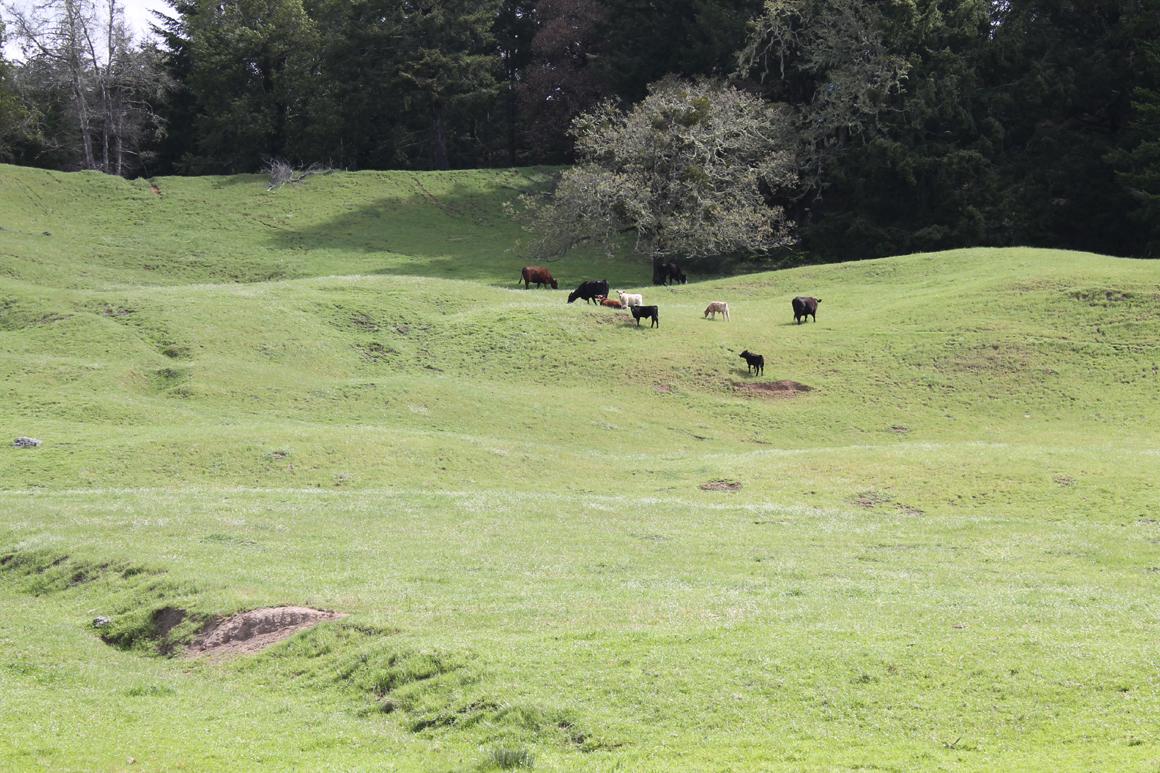 Cows on hill