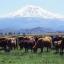 Cattle in view of Mt Shasta