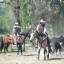 Cowboys on horseback rounding up some cattle