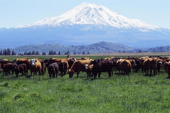 Cattle Ranch in view of Mt Shasta
